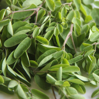 Moringa picture