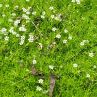 Irish Moss picture