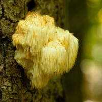 Lions Mane Mushrooms picture