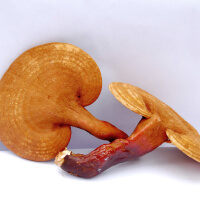 Reishi picture