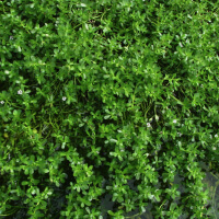 Bacopa Monnieri picture