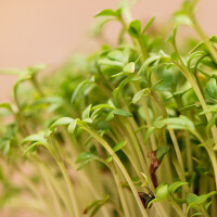 Eat Watercress picture