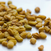 Fenugreek picture