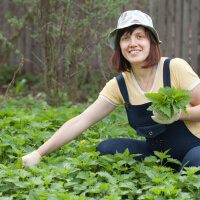 Nettle picture