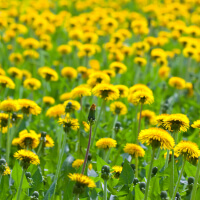 Dandelion picture