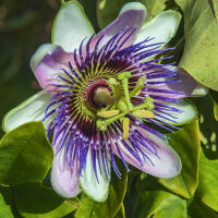 Passion Flower picture