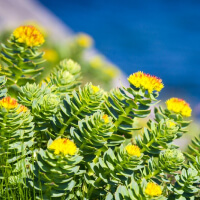 Take Rhodiola picture