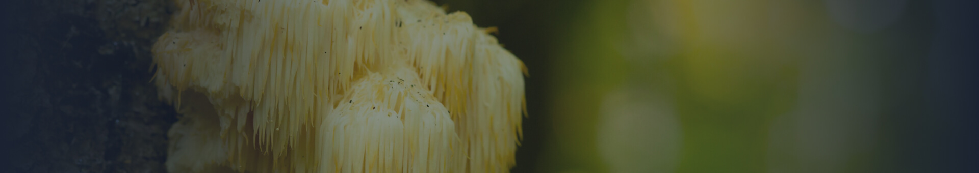 Lions Mane Mushrooms