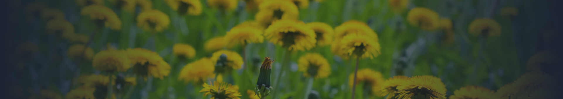 Dandelion