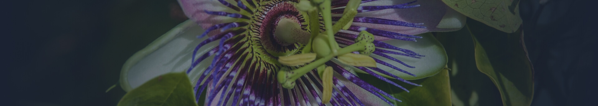 Passion Flower