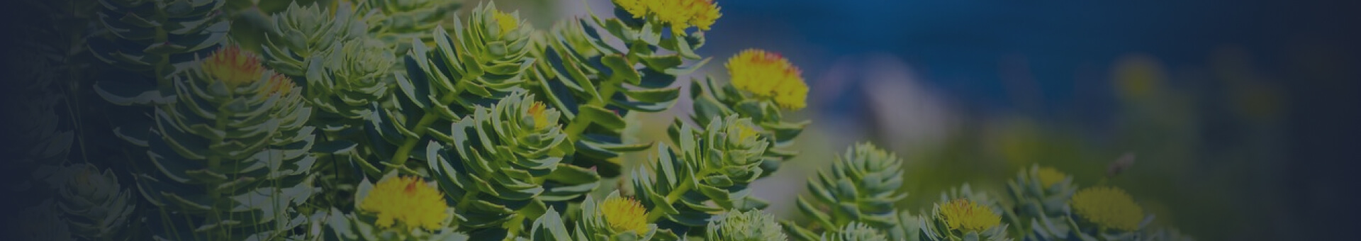 Take Rhodiola